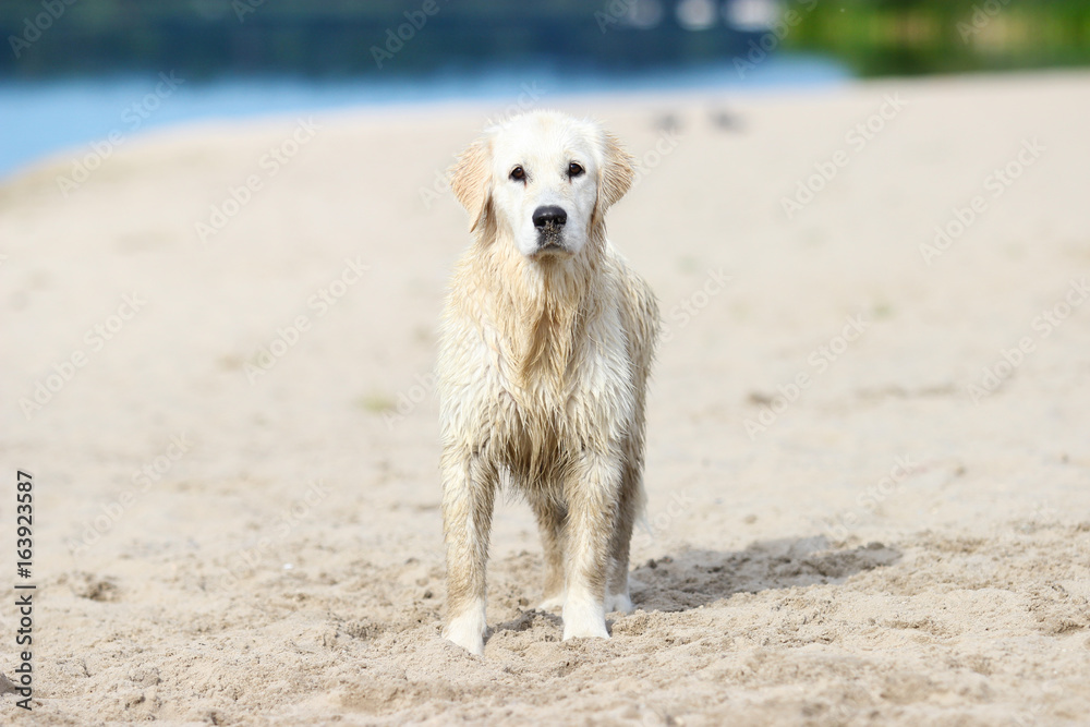 Golden Retriever dog