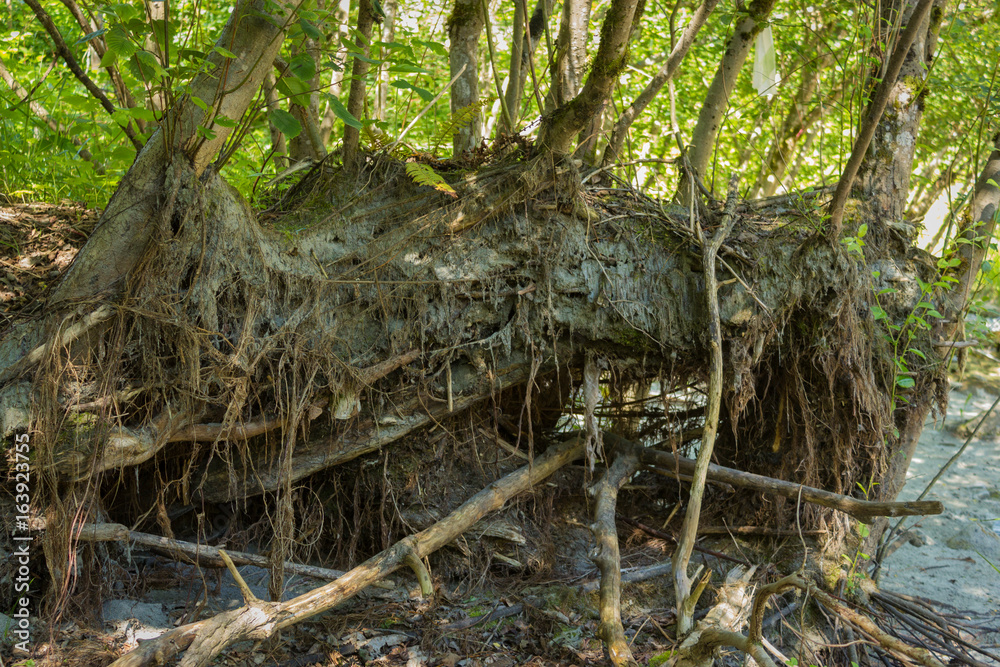 roots of trees on a flood plain roots of trees on a flood plain
