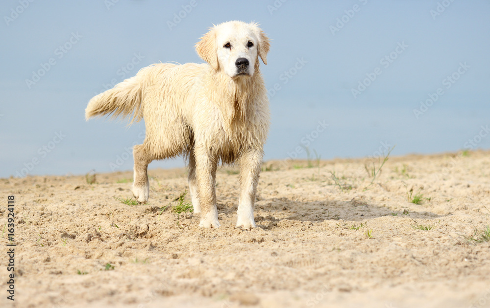 Golden Retriever dog Golden Retriever dog