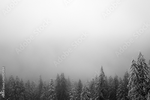 Pine trees covered in snow in a white out blizzard photo