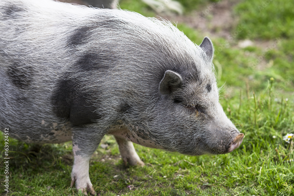 Small cute gray pig in the zoo Small cute gray pig in the zoo