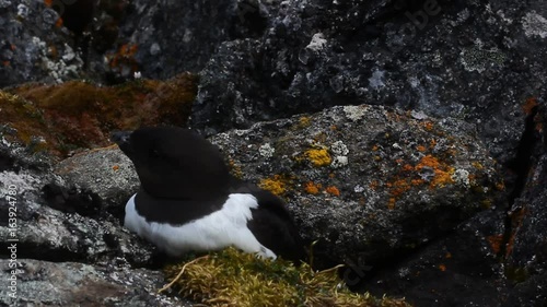 Sea birds of high Arctic (the North). Little auk special subspecies (Alle alle polaris), Franz-Josef Land
 photo