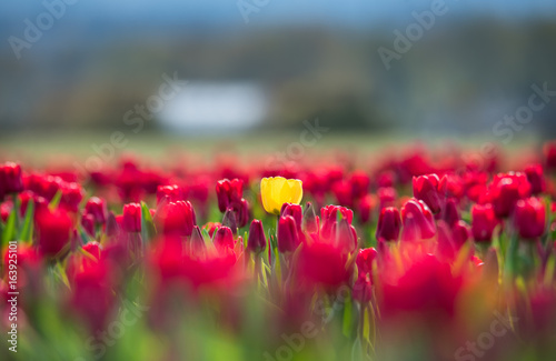 One yellow tulip surrounded by red tulips