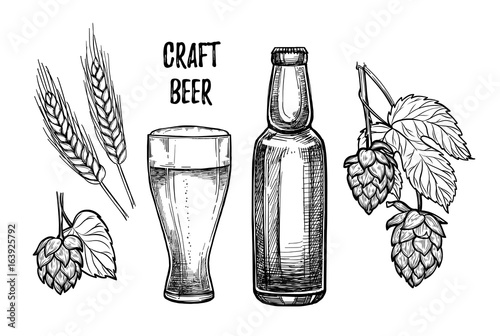 Hand drawn vector illustration - Craft beer (malt, hop, beer glass, bottle). Octoberfest or beer fest. Design elements in engraving style. Perfect for invitations, greeting cards, posters, prints