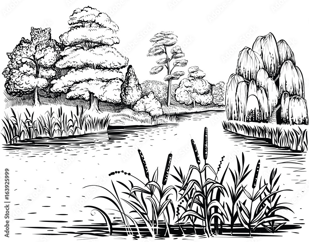Fototapeta premium River vector landscape with trees and water plants, hand drawn illustration.