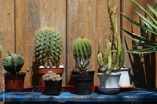 Cactuses on a Shelf in the Garden