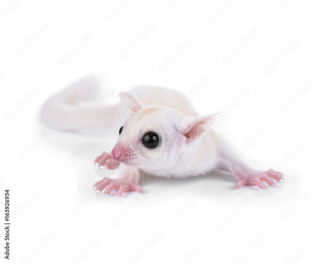 Cute Sugar Glider White