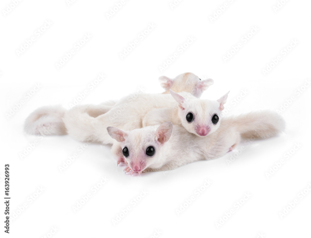 Australia sugar glider on white background