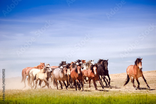 Fototapeta Naklejka Na Ścianę i Meble -  A herd of young horses running very quickly