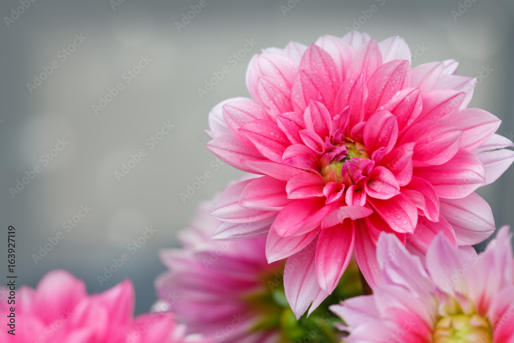 Fototapeta premium Macro shot of a pink dahlia isolated on gray.