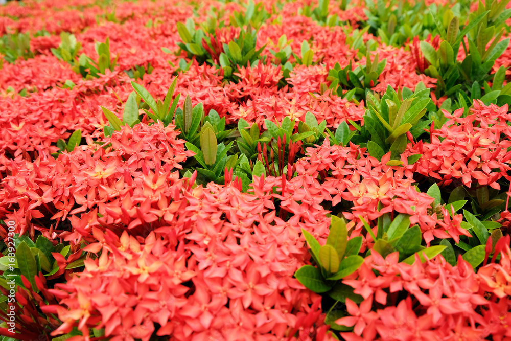 Red spike flowers with green leaves