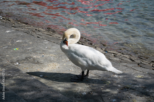 White Swan resting