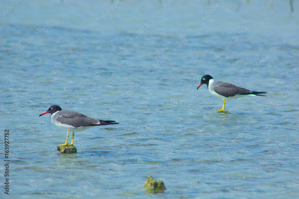 Seagulls flying and Fishing by the sea side with the background of the ocean and the blue sky Seagulls flying and Fishing by the sea side with the background of the ocean and the blue sky