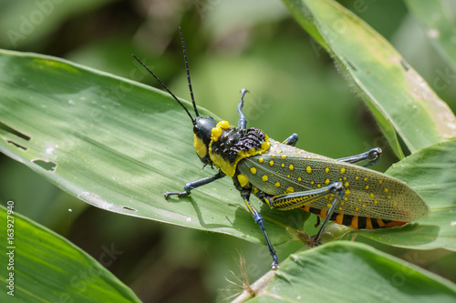 Image of spotted grasshopper (Aularches miliaris) on green leaves. Insect Animal © yod67