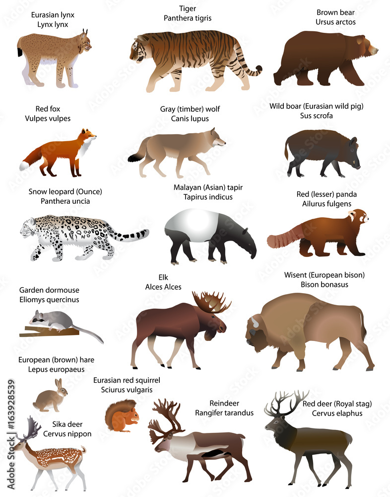 Collection of different species of animals living in the territory of  Eurasia Stock Vector | Adobe Stock