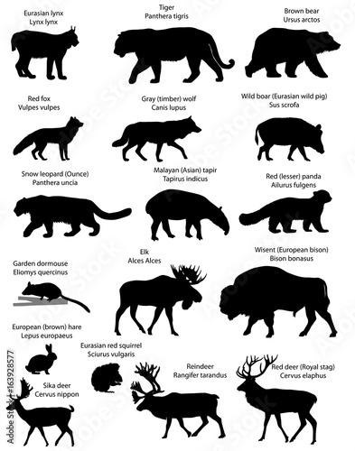 Collection of silhouettes of different species of animals living in the territory of Eurasia