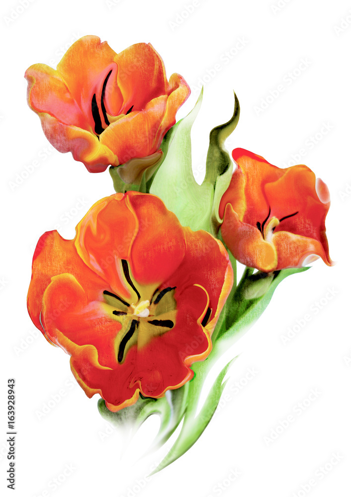 Red Tulips. Flowers with Green Leaves isolated on White Background. Illustration in Watercolor Style.
