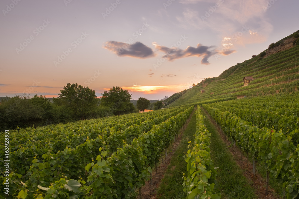 Weinberg in Stuttgart