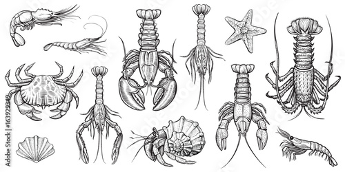 Tela Crustaceans vector illustrations set.