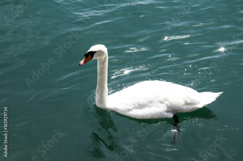 White Swan swimming