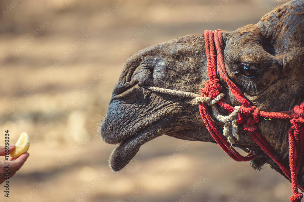 rope muzzle