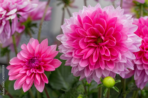 Fototapeta Naklejka Na Ścianę i Meble -  Macro shot of a pink dahlia.