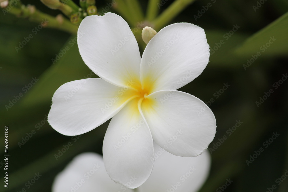 White Flower Closeup White Flower Closeup
