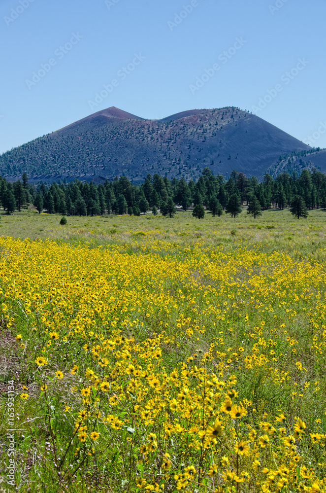Cowpen Daisies at Sunset Crater Volcano National Monument