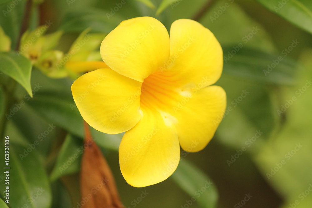 Yellow Flower