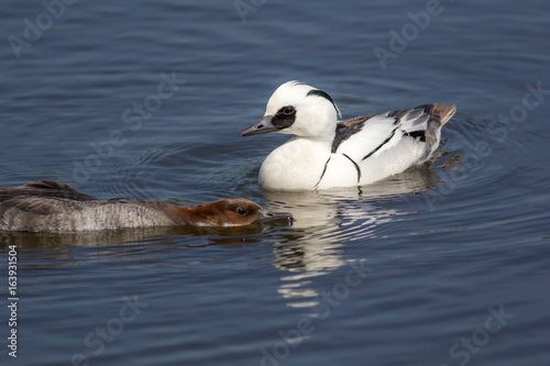 Breeding ducks display. Male and submissive female smew aquatic birds mating ritual. Primary focus on male duck.