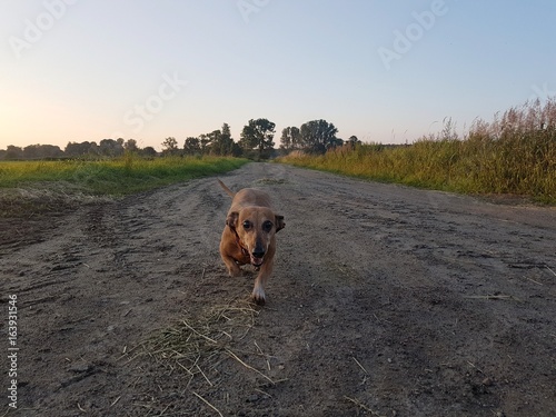 Obraz na płótnie Jamnik