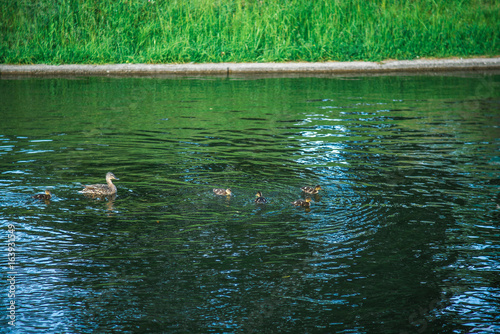 Duck with ducklings swimming in pond © Hairem