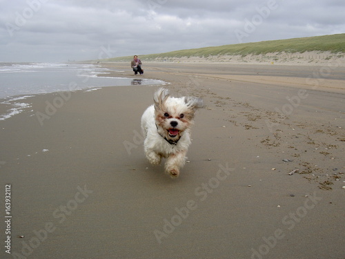 rennender kleiner Hund am Strand