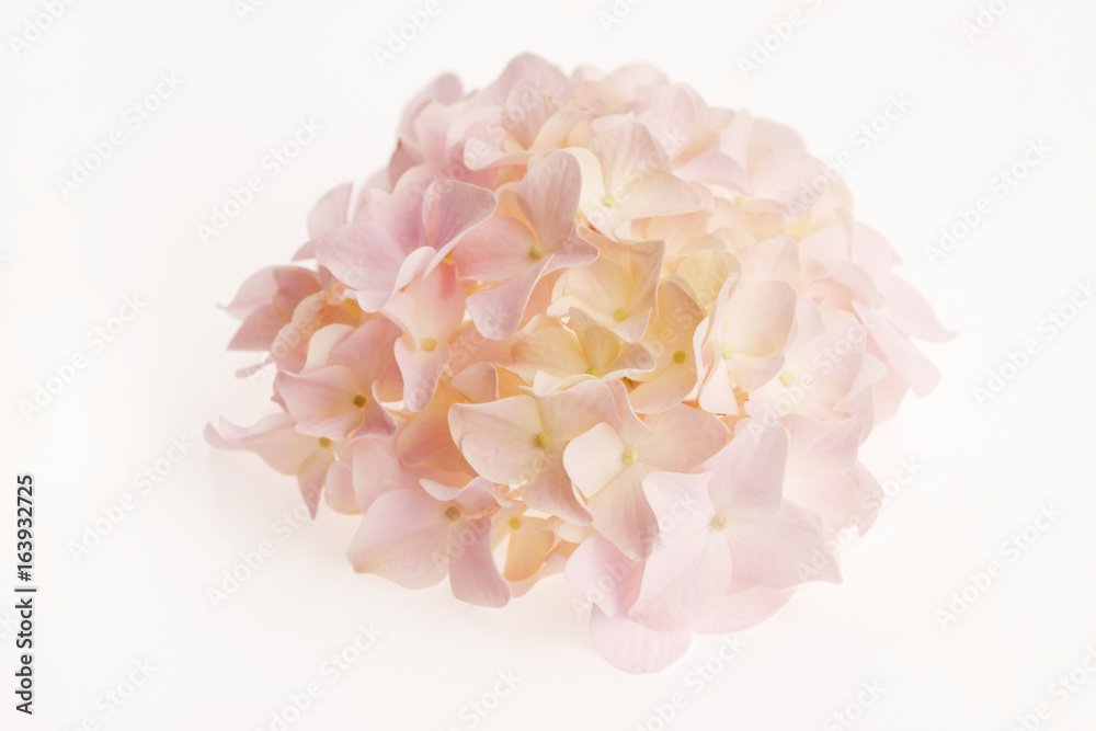 Obraz premium White hydrangea