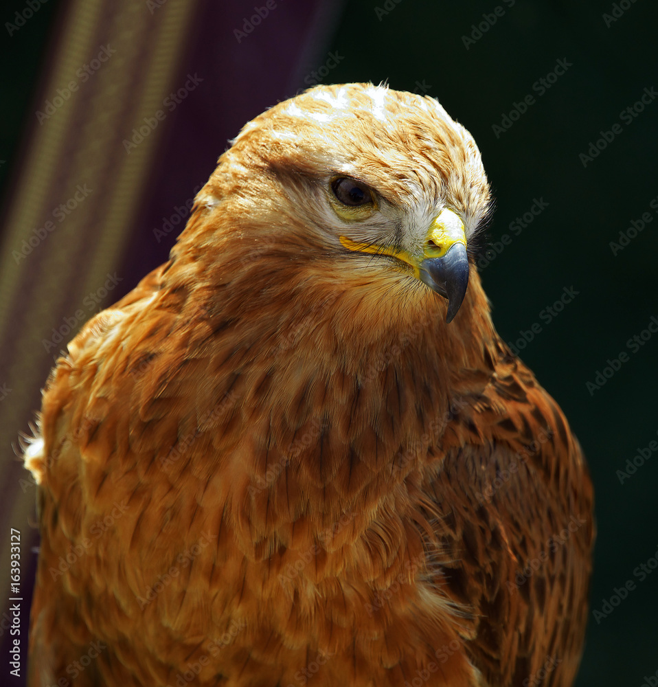 Fototapeta premium Jagdfalke
