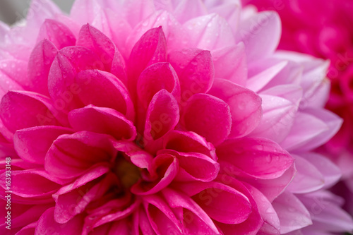 Macro image of a dahlia flower.