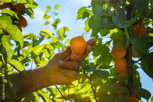 Apricot harvesting in an orchard. Farmer is picking a ripe apricot.