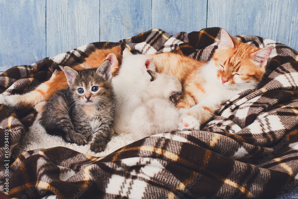Cat nursing her little kittens at plaid blanket Stock Photo | Adobe Stock