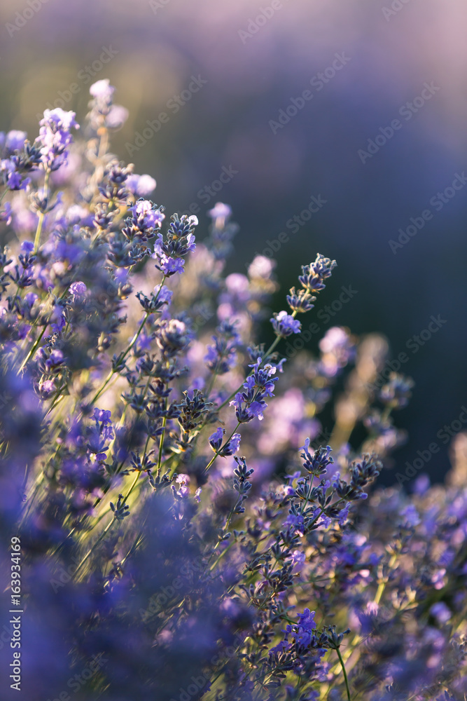 Fototapeta Summer background of lavender flowers