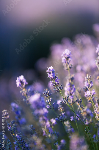 Lavender flowers in evening light