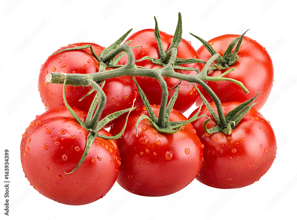Big branch of fresh red tomato with green leaves with water drops Big branch of fresh red tomato with green leaves with water drops
