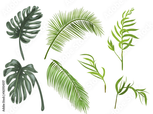 Set green leaves of tropical plants: coconut palm, monstera, chamaedorea elegans (bamboo palm) on white background, digital draw, realistic vector botanical illustration for design