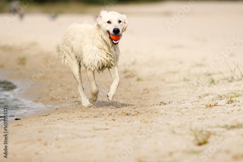 dog is running