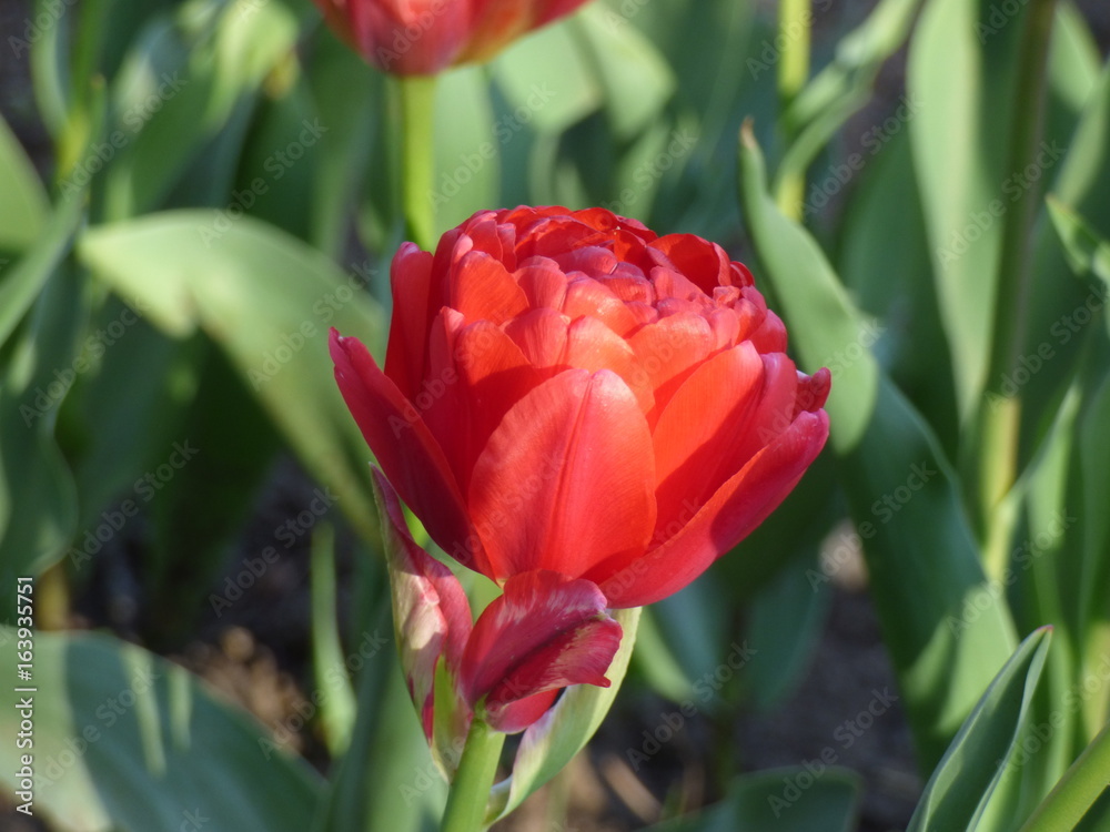 Naklejka premium Spring flower