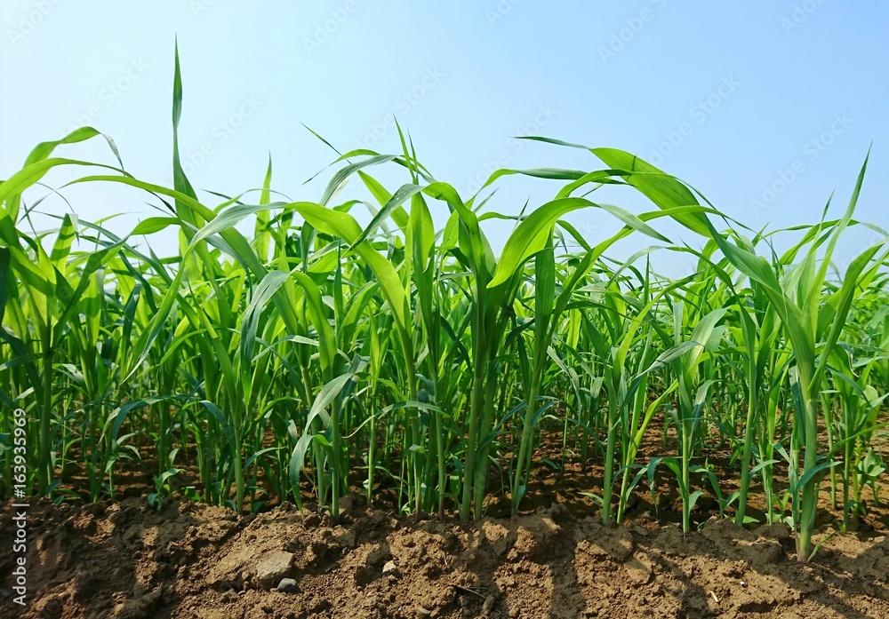 Obraz premium トウモロコシ畑