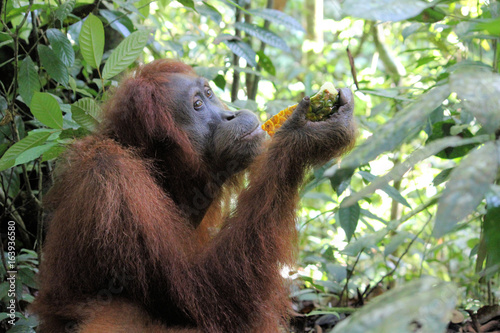 Orangutan im Regenwald bei Bukit Lawang, Sumatra, Indonesien