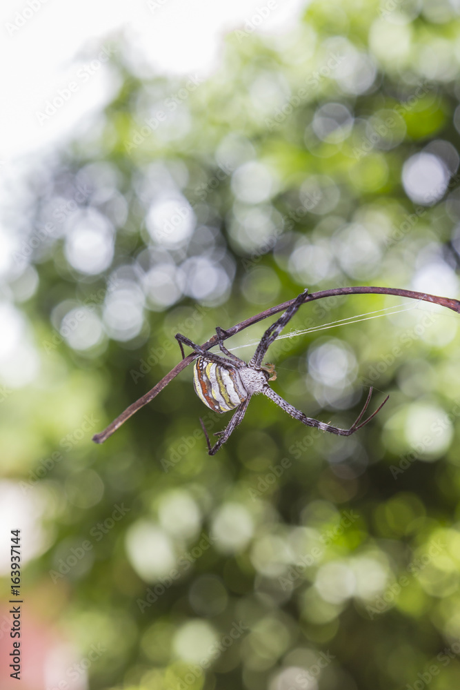 Spider in garden Spider in garden