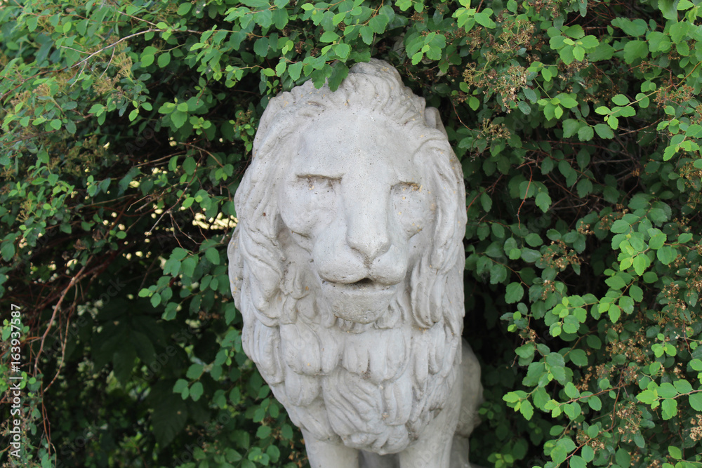 Lion hiding in the bushes