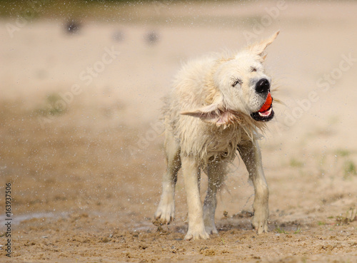 funny dog muzzle, splash