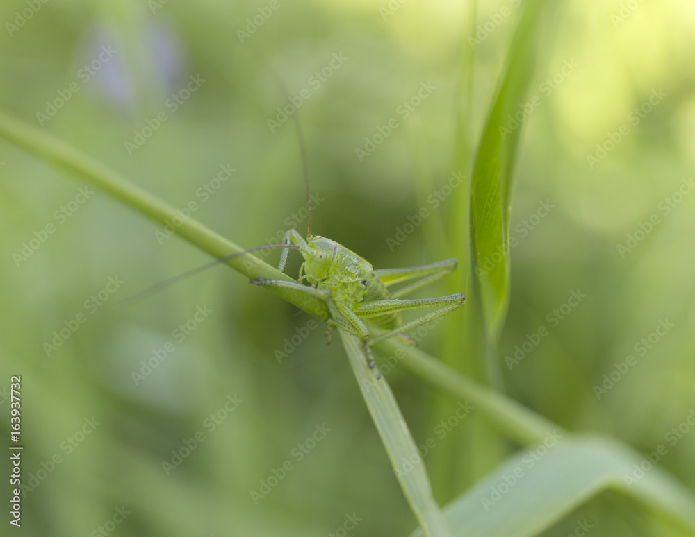 A green grasshopper on grass. Summer blur background. A green grasshopper on grass. Summer blur background.